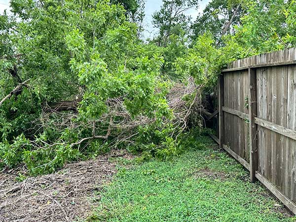 Texas trees